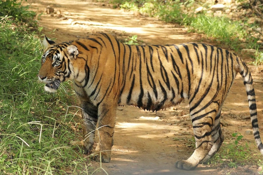 A tiger walking on a dirt path surrounded by grass. 3