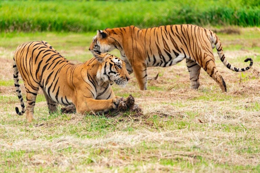 Two tigers in a grassy field with a green background. 2