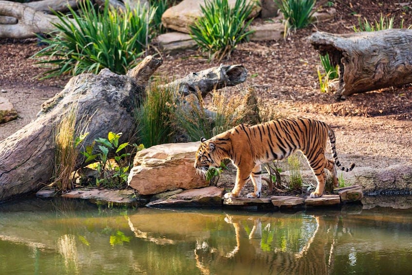 A tiger walking on a rocky path near a pond. 4