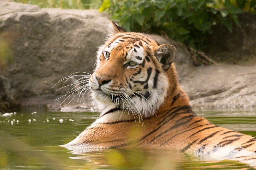 A tiger in water with rocks and greenery in the background. 5