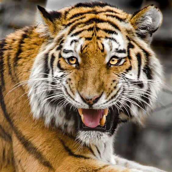 A close-up of a tiger's face with its mouth open, displaying its teeth and tongue. 1