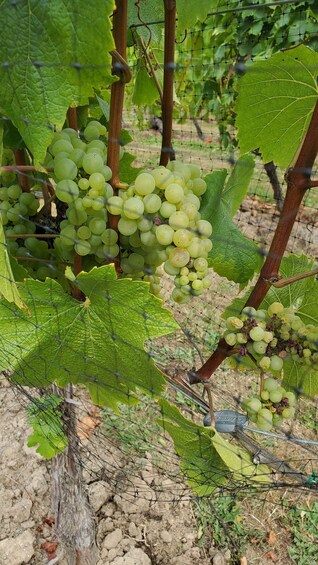 Clusters of green grapes on vines in a vineyard. 2