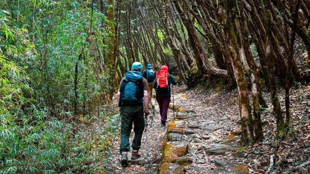 Two hikers on a forest trail with dense vegetation and a rocky path. 5