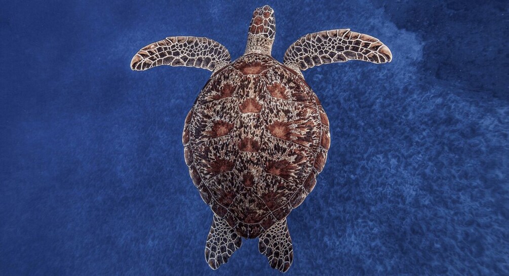 A sea turtle swimming in clear blue water. 2