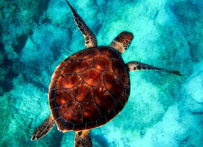 A sea turtle swimming underwater. 3