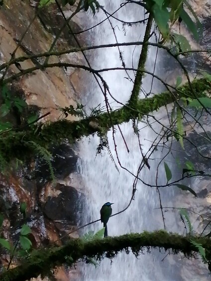 A bird perched on a branch above a waterfall. 2