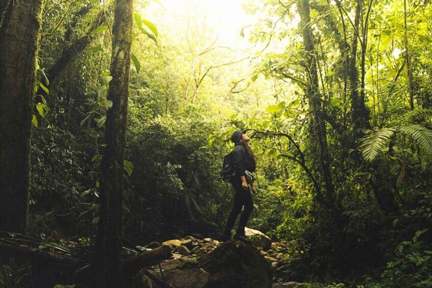 A person hiking in a dense forest with sunlight filtering through the trees. 5