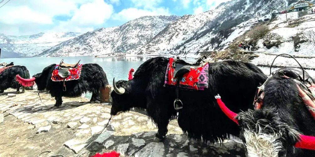Picture 1 for Activity “Hearts in the Hills: 6 Nights / 7 Days of Gangtok Bliss” 2