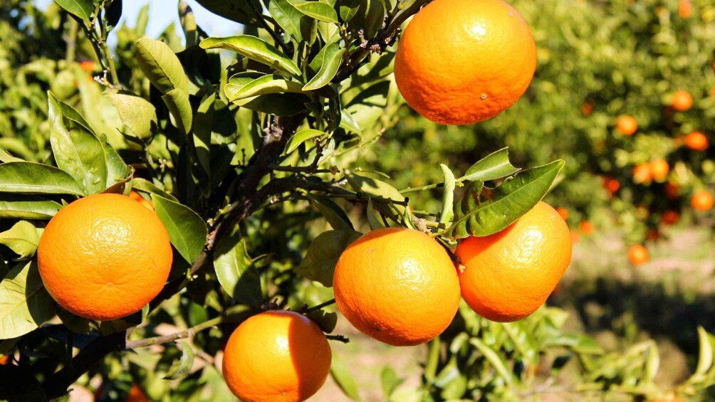 Oranges on a tree with green leaves. 1
