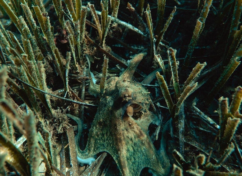 Picture 1 for Activity Snorkelling & Marine Biology Experience in the Cinque Terre 5