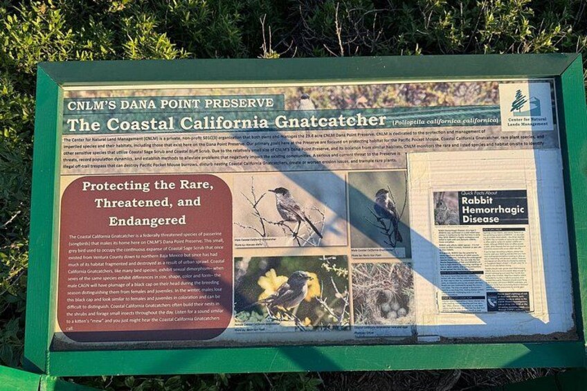A signboard with information about the Coastal California Gnatcatcher and its conservation. 4