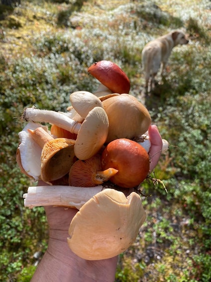 Picture 29 for Activity Mushroom, Plant & Berry Foraging with a PhD Biologist 2