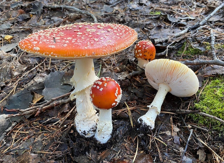 Picture 22 for Activity Mushroom, Plant & Berry Foraging with a PhD Biologist 2