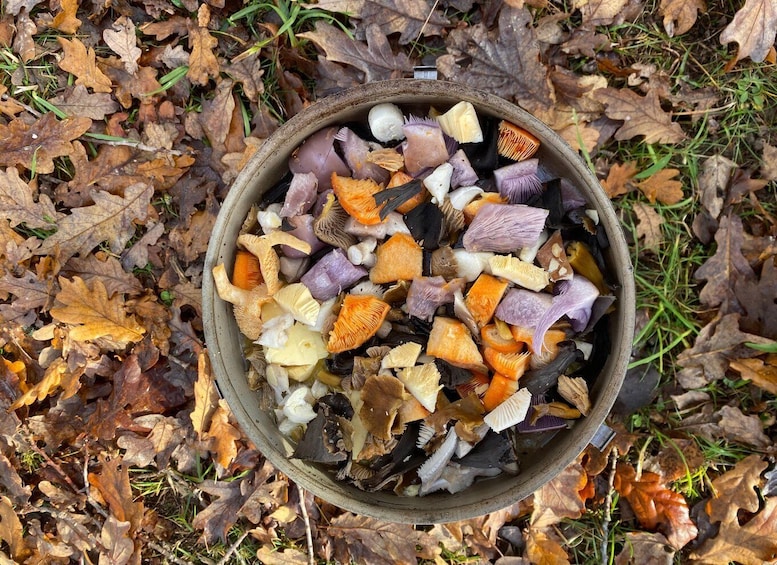 Picture 24 for Activity Mushroom, Plant & Berry Foraging with a PhD Biologist 4