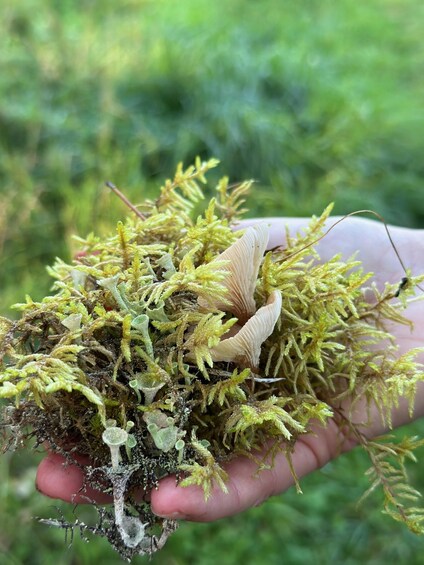 Picture 32 for Activity Mushroom, Plant & Berry Foraging with a biologist 4