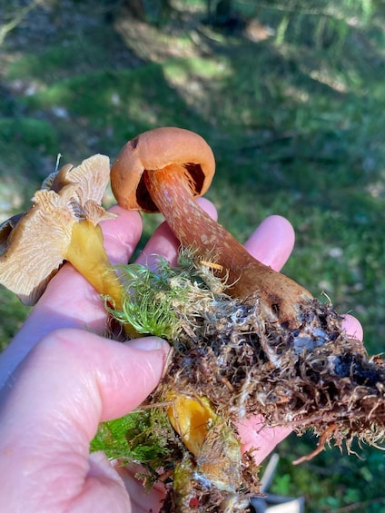 Picture 25 for Activity Mushroom, Plant & Berry Foraging with a PhD Biologist 3