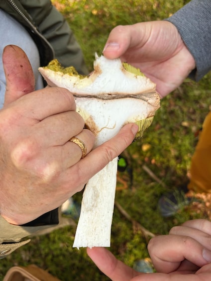 Picture 29 for Activity Mushroom, Plant & Berry Foraging with a biologist 5
