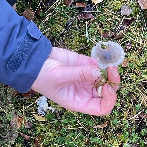 Picture 33 for Activity Mushroom, Plant & Berry Foraging with a biologist 5