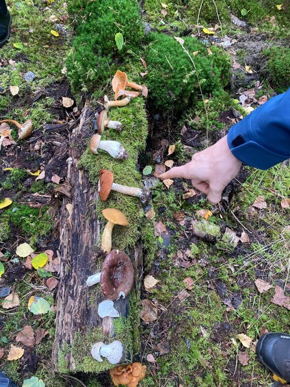 Picture 39 for Activity Mushroom, Plant & Berry Foraging with a biologist 4