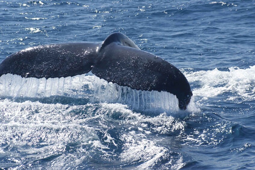 A whale breaching with its tail visible above the water. 5