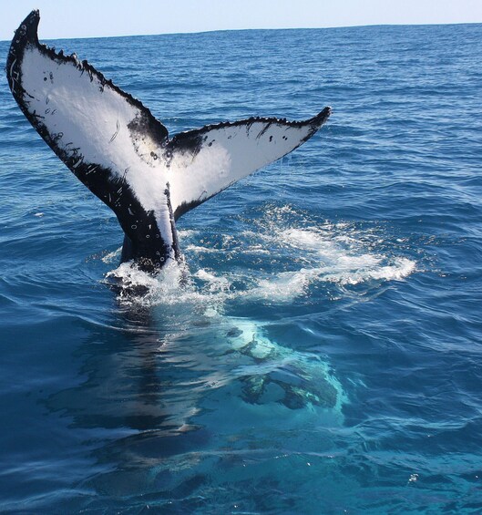 A whale's tail above the water. 4