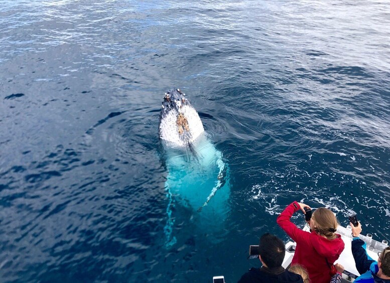 A whale breaching the ocean surface, viewed from a boat. 1