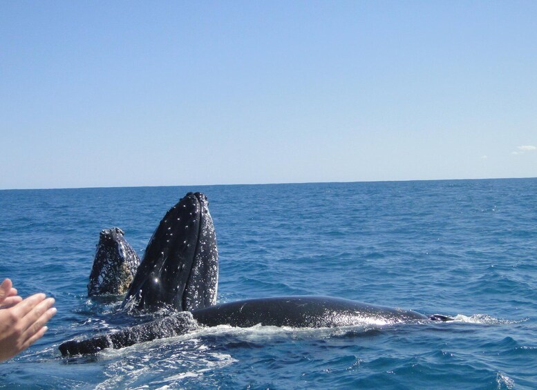 A whale breaching with its mouth open, water splashing around. 2