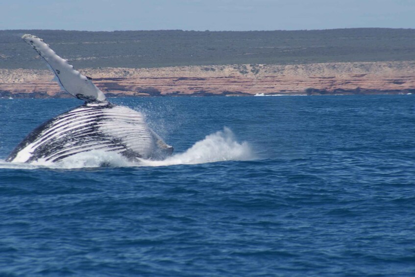 A whale breaching with its tail above the water, a rocky coastline in the background, and a small boat on the horizon. 3