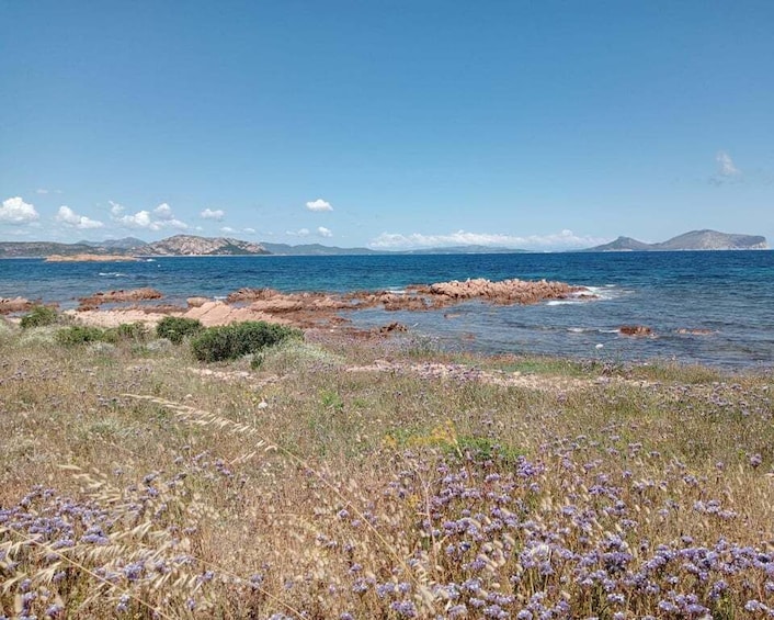 A coastal landscape with rocky outcrops, a field of purple flowers, and distant mountains under a clear sky. 2