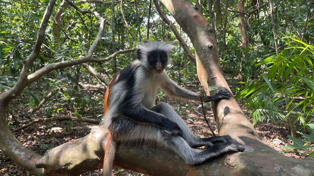 Un mono sentado en una rama de árbol en un bosque. 2
