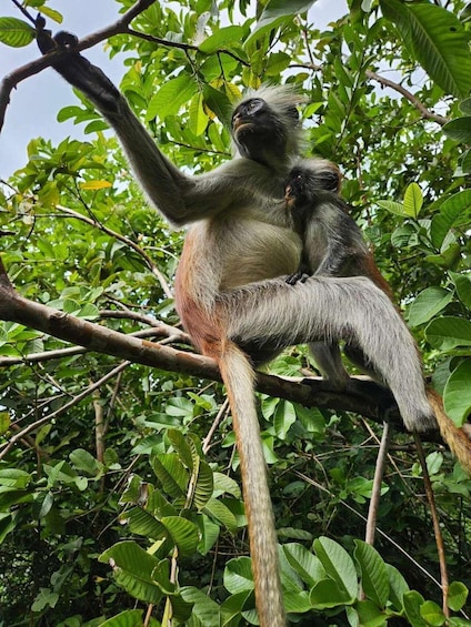 Un mono sentado en una rama de árbol rodeado de follaje verde. 5