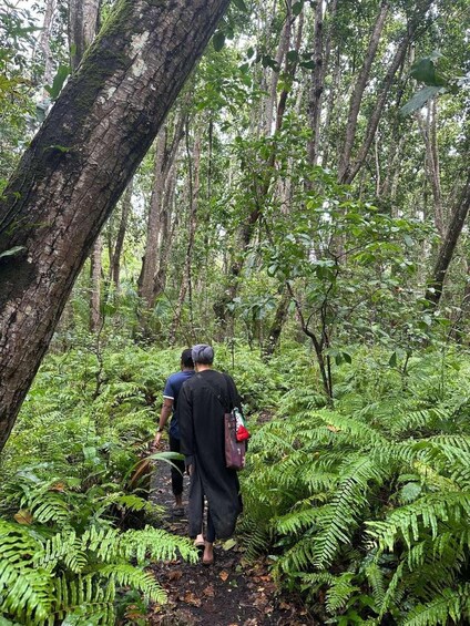 Un sendero en el bosque con helechos y árboles. 3