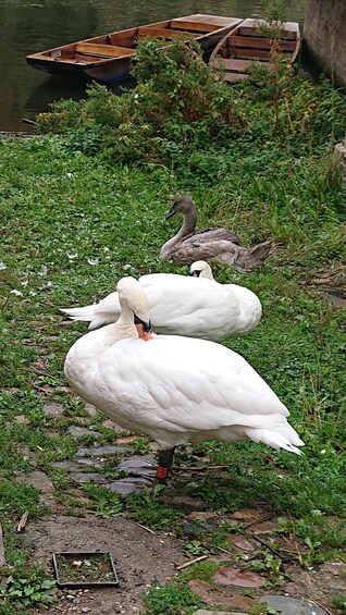 Picture 3 for Activity The Most Entertaining Tour of Cambridge - By an Ex-Student! 2