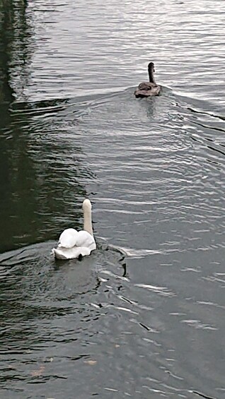 Picture 4 for Activity The Most Entertaining Tour of Cambridge - By an Ex-Student! 4