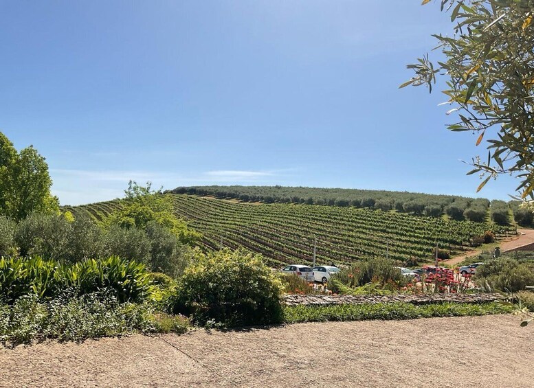 A vineyard with rows of grapevines, a dirt path, and a few parked cars. 5