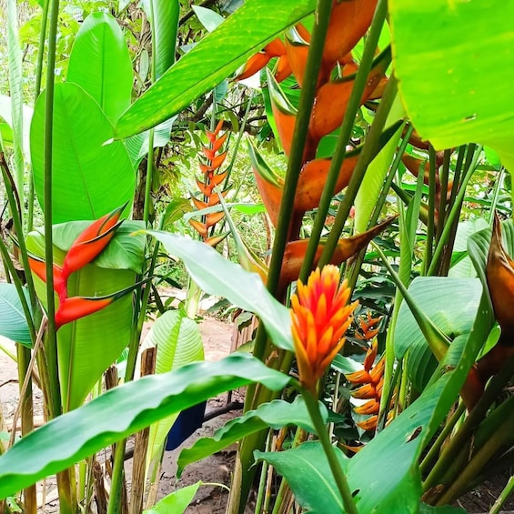 Puerto Maldonado: Ori’Numba Garden & Harakbut Culture Tour 1