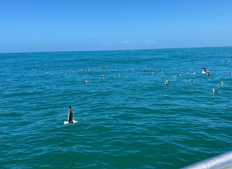 Una extensa masa de agua con numerosos pájaros volando y nadando. 5