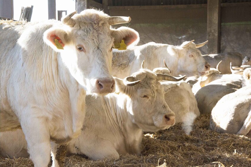 Wiesbaden: Certified organic farm - Domäne Mechtildshausen 2