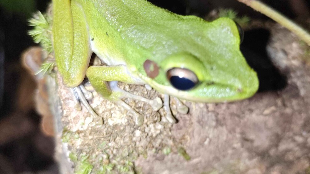 Picture 3 for Activity Kubah National Park: Night Frog Adventure 2