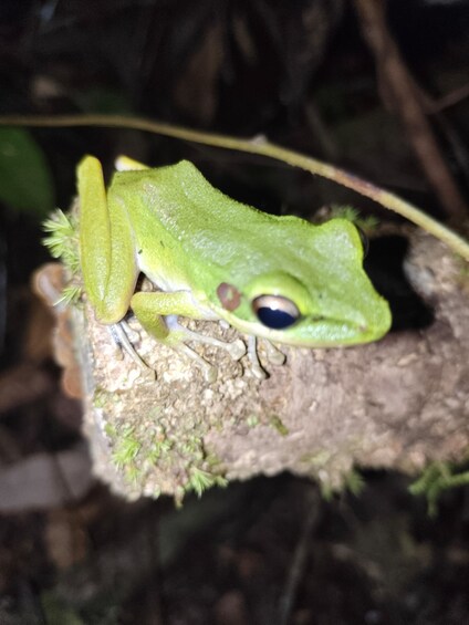 A green frog with large eyes on a branch. 2