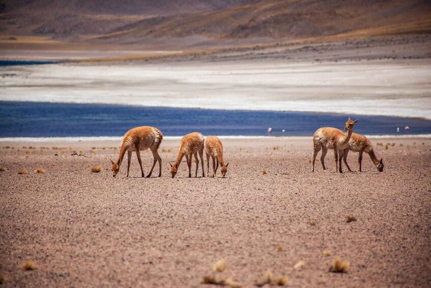 Picture 4 for Activity Triple Tour: Piedras Rojas + Altiplanic Lagoons + Chaxa Lagoon 4