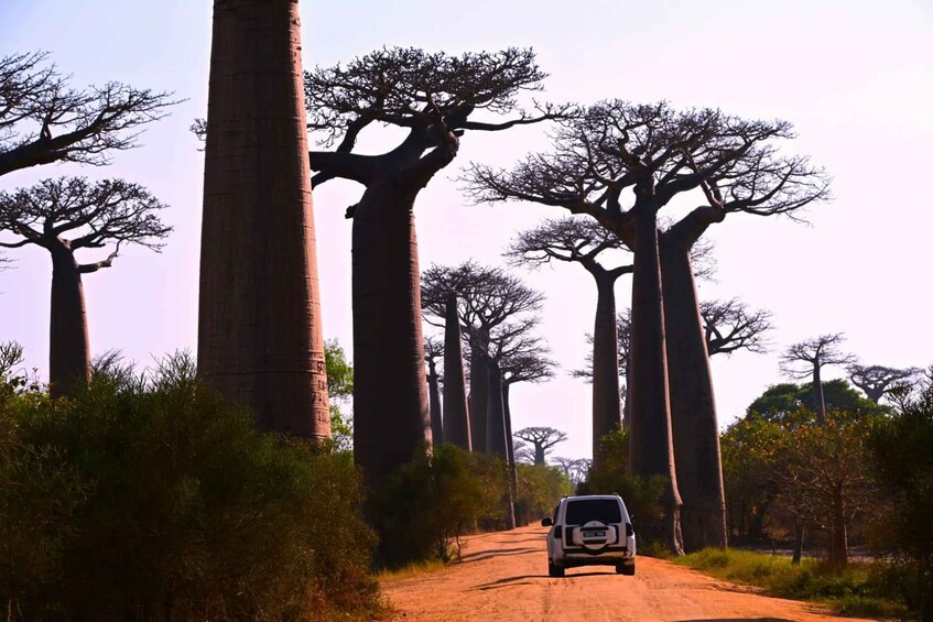 A vehicle on a dirt road with towering baobab trees. 4