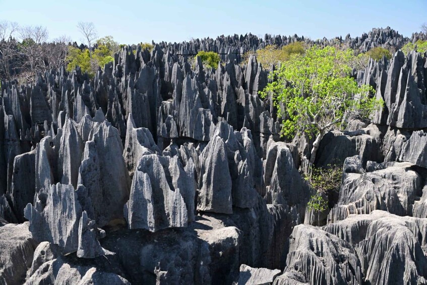 A landscape of tall, narrow rock formations with sparse vegetation. 1