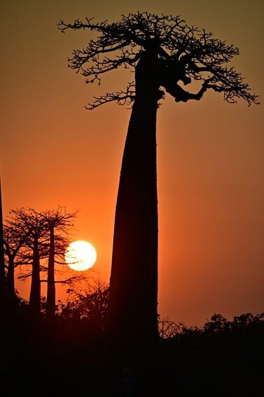 A tall tree silhouetted against a sunset. 2