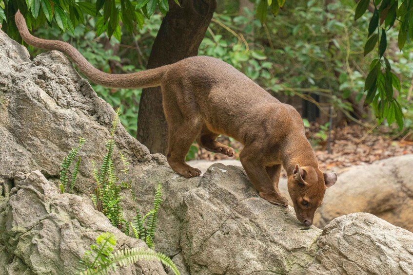 A brown animal with a bushy tail climbing a rocky terrain with ferns. 5