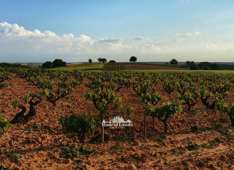Picture 5 for Activity Madrid: Luxury Winery Emilio Moro Tour 2