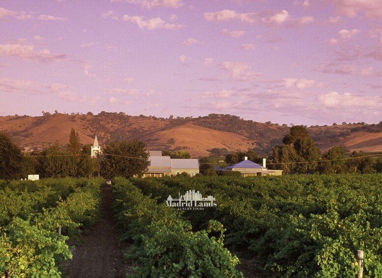 Picture 2 for Activity Madrid: Luxury Winery Emilio Moro Tour 5