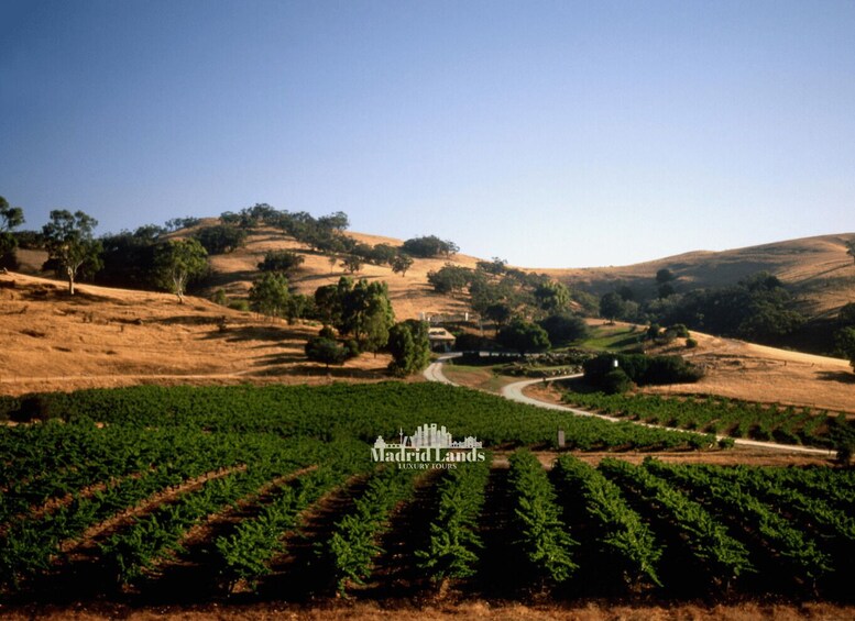 Picture 4 for Activity Madrid: Luxury Winery Emilio Moro Tour 3