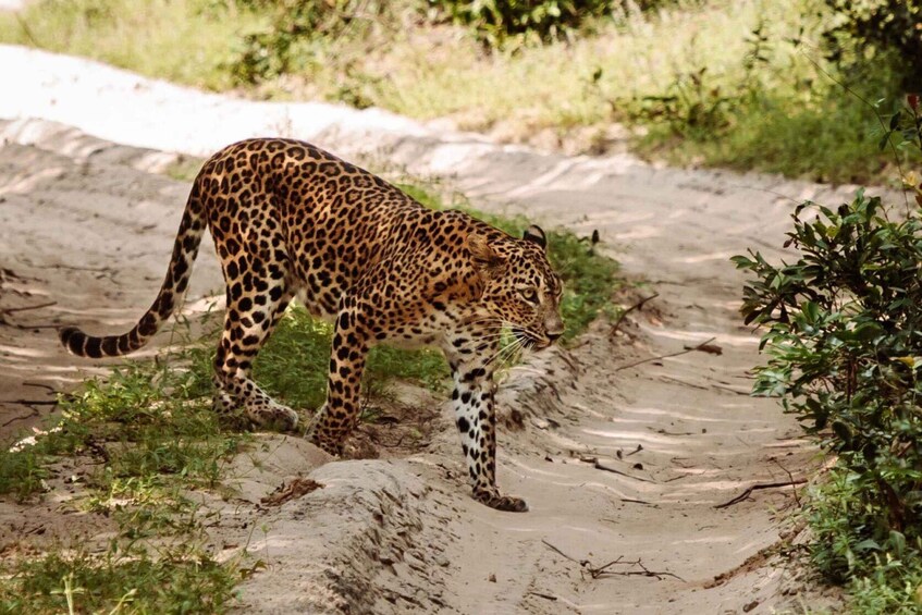 Un leopardo caminando sobre un sendero arenoso rodeado de vegetación. 5