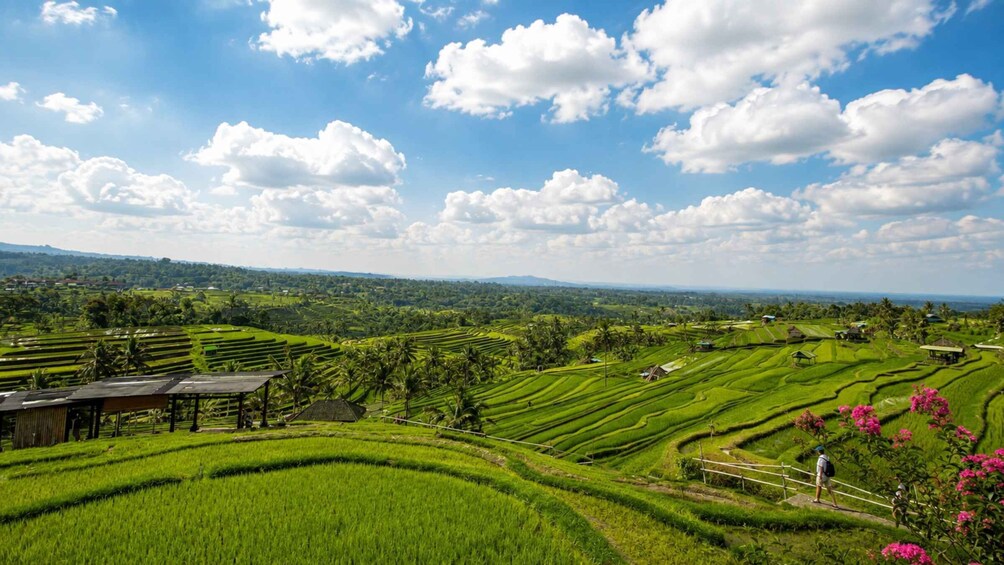 Terraced rice fields, a clear blue sky, and scattered clouds. 5